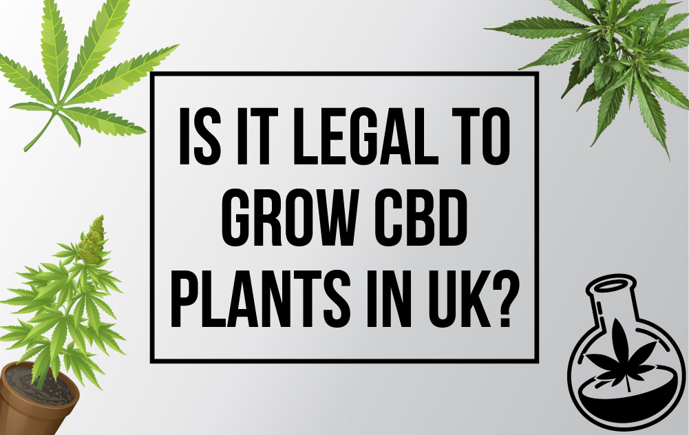 Is it Legal to Grow CBD Plants in UK?