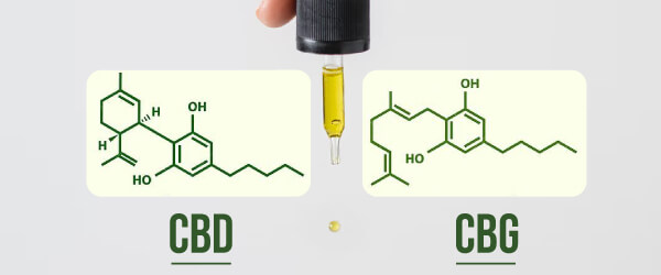 CBG Vs CBD