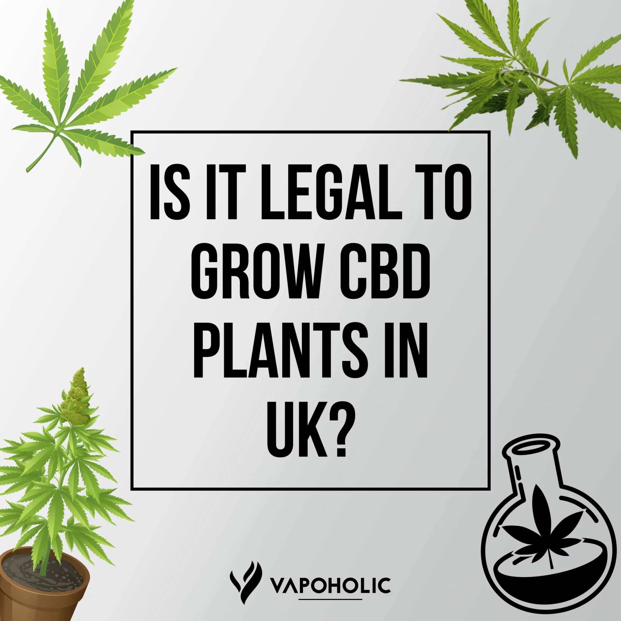 is it legal to grow cbd plants in uk