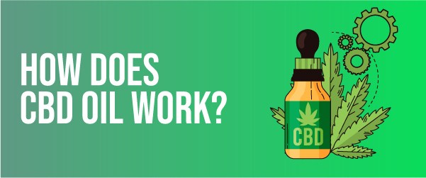 How does CBD oil work graphic